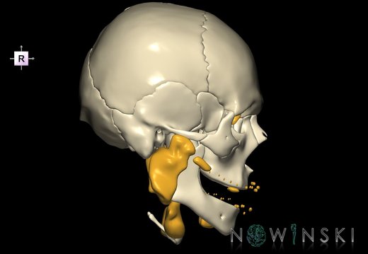 G2.T21-22.1.V4.C1.L0.Glands–Skull whole