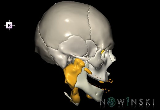 G2.T21-22.1.V4.C2.L0.Glands–Skull whole