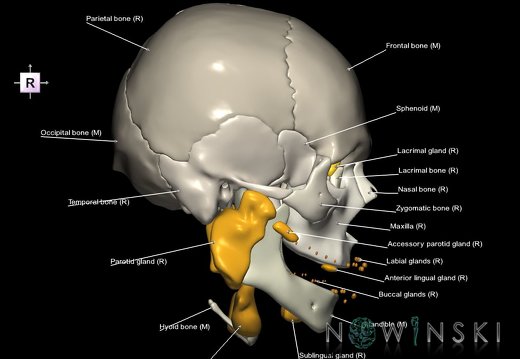 G2.T21-22.1.V4.C2.L1.Glands–Skull whole
