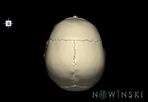 G2.T21-22.1.V5.C1.L0.Glands–Skull whole