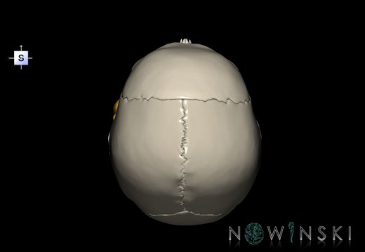G2.T21-22.1.V5.C2.L0.Glands–Skull whole