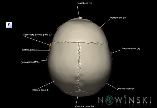 G2.T21-22.1.V5.C2.L1.Glands–Skull whole