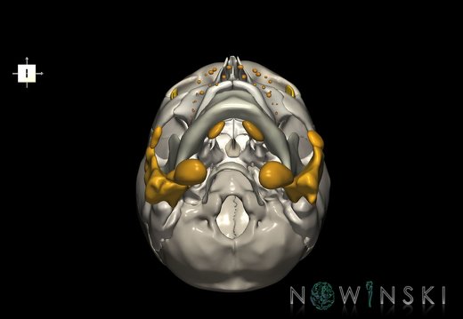 G2.T21-22.1.V6.C2.L0.Glands–Skull whole
