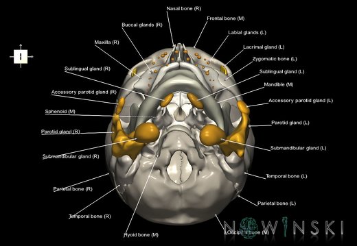 G2.T21-22.1.V6.C2.L1.Glands–Skull whole