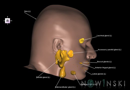 G2T21-24.2.Glands-SkinLeft