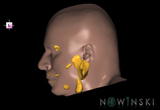 G2T21-24.3.Glands-SkinRight