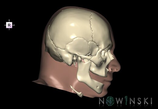 G2.T22.1-24.2.V4.C1.L0.Skull whole–Skin left