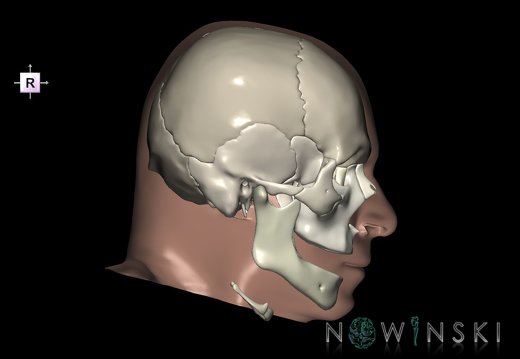 G2.T22.1-24.2.V4.C2.L0.Skull whole–Skin left