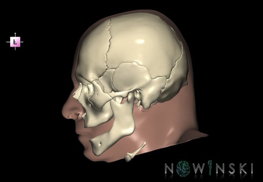 G2.T22.1-24.3.V2.C1.L0.Skull whole–Skin right