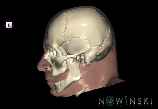 G2T22.1-24.3.SkullWhole-SkinRight
