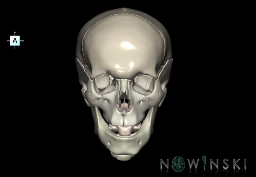 G2.T22.1-23.V1.C2.L0.Skull whole–Cervical spine