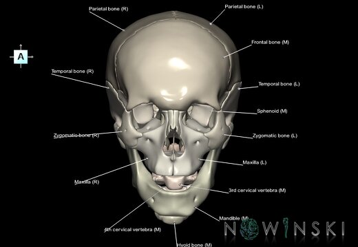 G2.T22.1-23.V1.C2.L1.Skull whole–Cervical spine