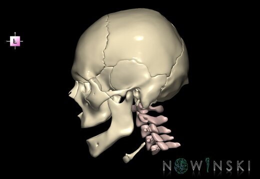 G2.T22.1-23.V2.C1.L0.Skull whole–Cervical spine