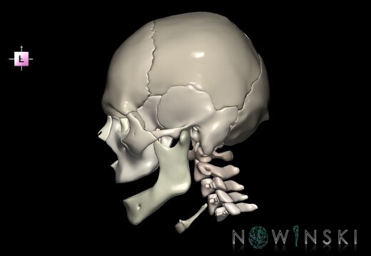 G2.T22.1-23.V2.C2.L0.Skull whole–Cervical spine