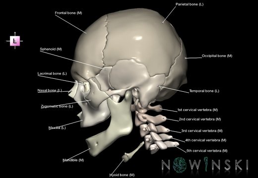 G2T22.1-23.SkullWhole-CervicalSpine