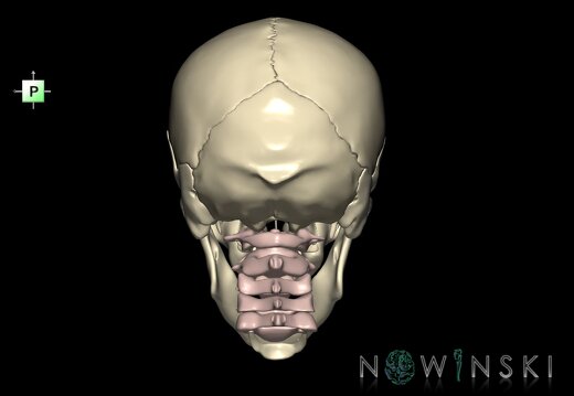 G2.T22.1-23.V3.C1.L0.Skull whole–Cervical spine