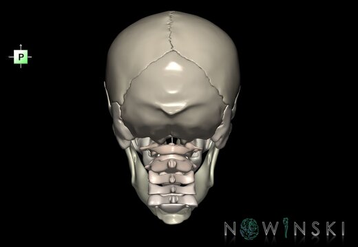 G2.T22.1-23.V3.C2.L0.Skull whole–Cervical spine