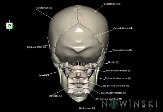 G2.T22.1-23.V3.C2.L1.Skull whole–Cervical spine