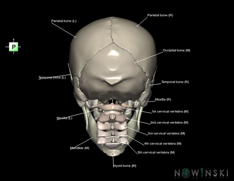 G2.T22.1-23.V3.C2.L1.Skull_whole–Cervical_spine.tiff