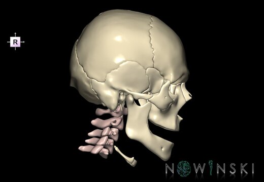 G2.T22.1-23.V4.C1.L0.Skull whole–Cervical spine