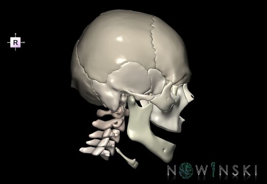 G2.T22.1-23.V4.C2.L0.Skull whole–Cervical spine