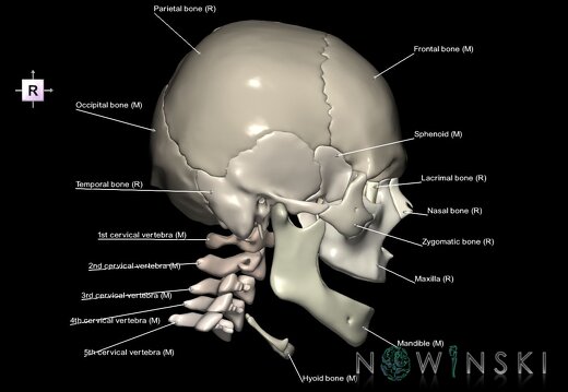 G2.T22.1-23.V4.C2.L1.Skull whole–Cervical spine