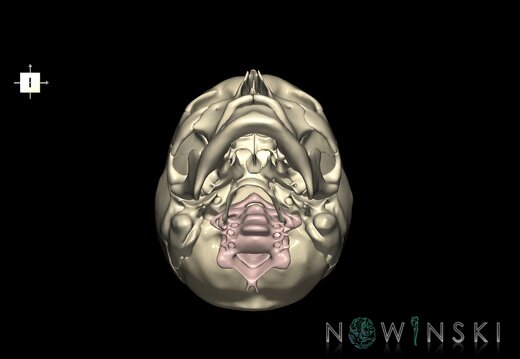 G2.T22.1-23.V6.C1.L0.Skull whole–Cervical spine