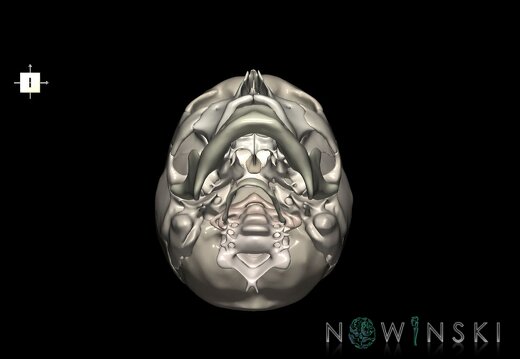 G2.T22.1-23.V6.C2.L0.Skull whole–Cervical spine
