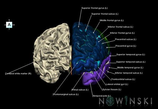 G2T3-13.4.Cerebrum-CerebralWhiteMatter