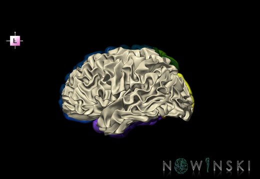 G2T3.3-13.4.CerebrumRight-CerebralWhiteMatter