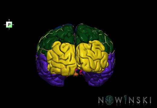 G2T3.1-15.2.CerebrumWhole-IntracranialArterialSystemWhole