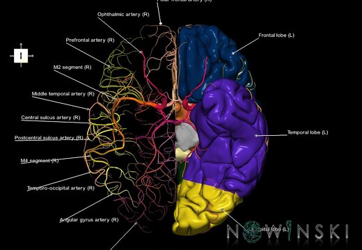 G2T3.2-15.2.CerebrumLeft-IntracranialArterialSystemWhole