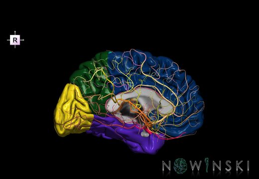 G2T3.2-15.4.CerebrumLeft-IntracranialArterialSystemRight