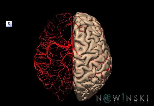 G2T3.3-15.2.CerebrumRight-IntracranialArterialSystemWhole
