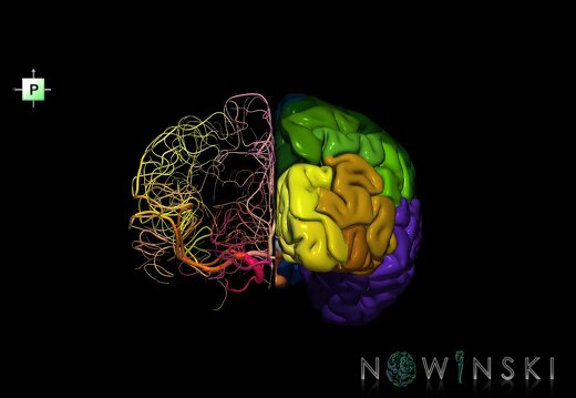 G2T3-15.Cerebrum-IntracranialArterialSystem