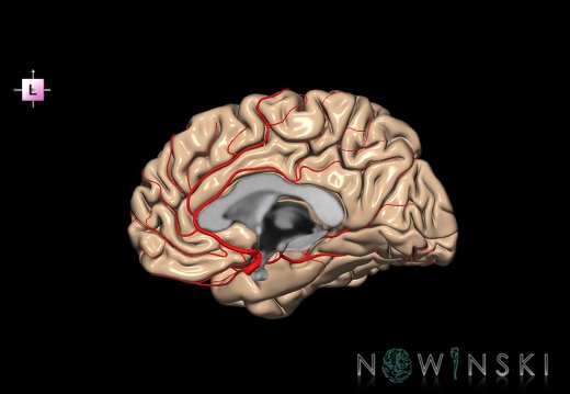 G2T3.3-15.4.CerebrumRight-IntracranialArterialSystemRight