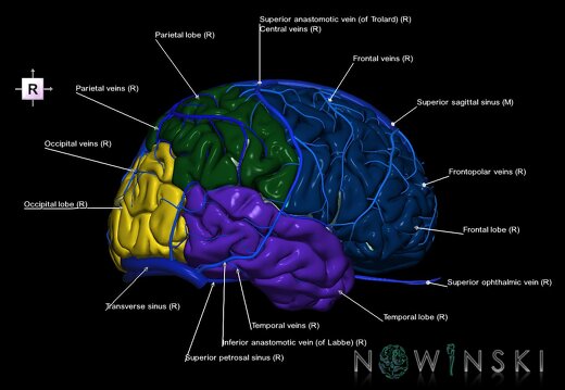 G2T3.1-16.1.CerebrumWhole-IntracranialVenousSystemWhole