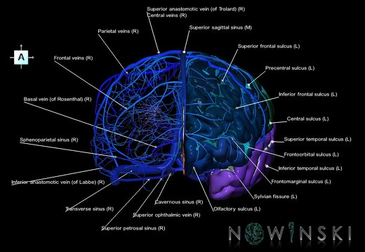 G2T3-16.Cerebrum-IntracranialVenousSystem