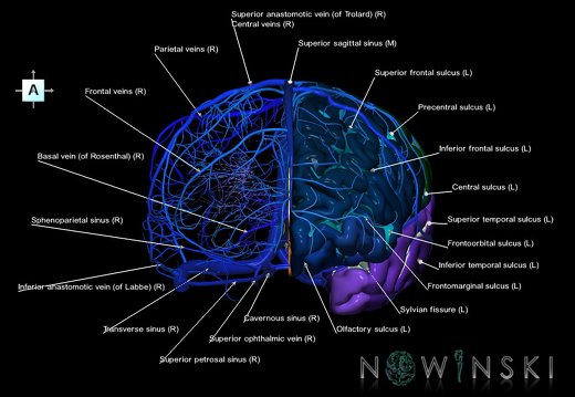 G2.T3.2-16.1.V1.C4-2.L1.Cerebrum left-Intracranial venous system whole