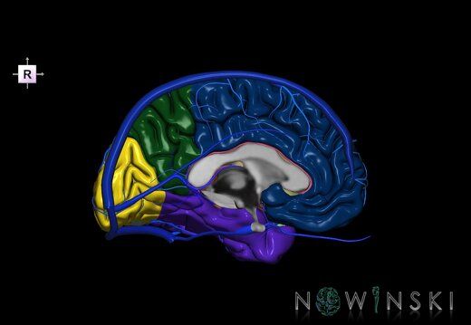 G2T3.2-16.2.CerebrumLeft-IntracranialVenousSystemLeft