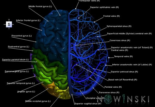 G2T3.2-16.3.CerebrumLeft-IntracranialVenousSystemRight