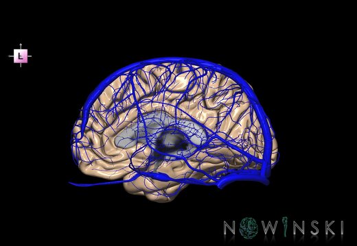 G2T3.3-16.1.CerebrumRight-IntracranialVenousSystemWhole