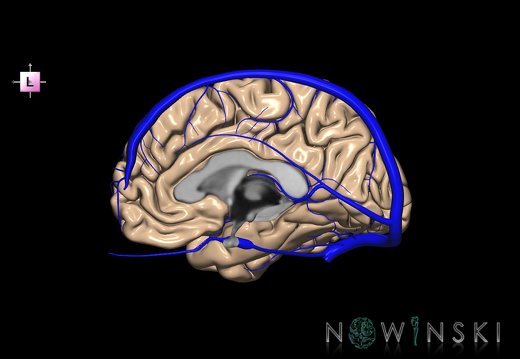 G2T3.3-16.3.CerebrumRight-IntracranialVenousSystemRight