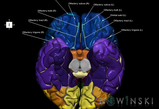 G2T3-19.Cerebrum-CranialNerves