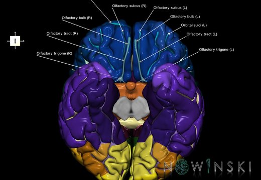 G2T3.1-19.4.CerebrumWhole-OlfactoryNerve