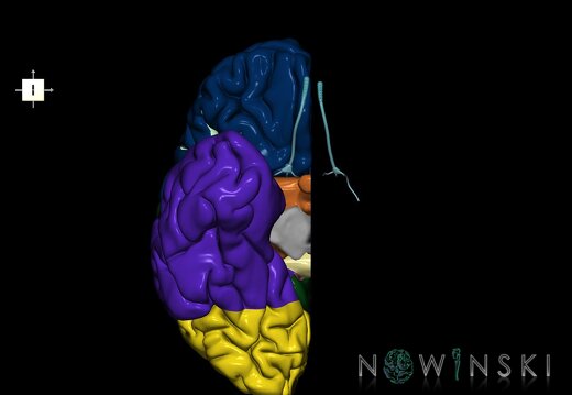 G2.T3.3-19.4.V6.C2.L0.Cerebrum right-Olfactory nerve