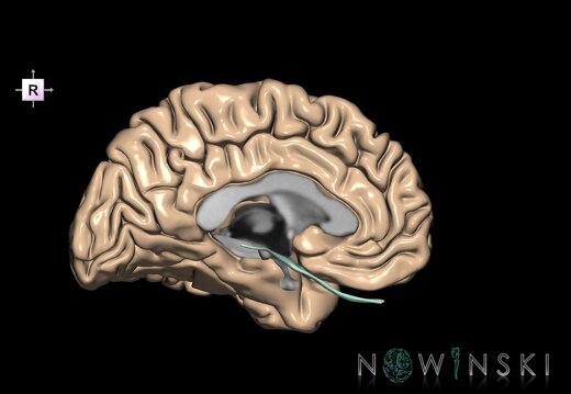 G2T3-19.5.Cerebrum-OpticNerve