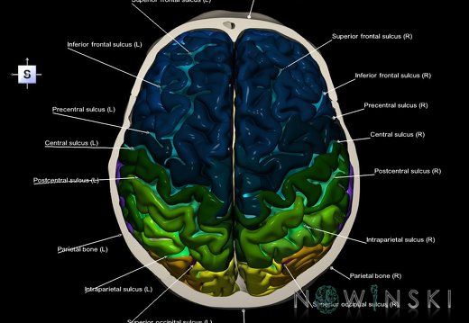G2T3-22.Cerebrum-Skull