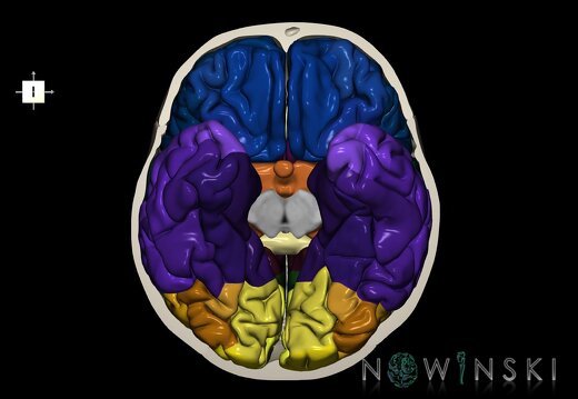 G2T3-22.Cerebrum-Skull