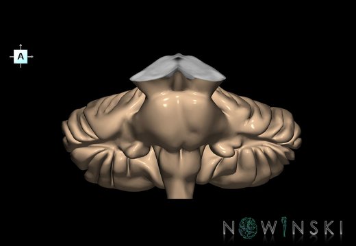 G2.T8-9.V1.C1.L0.Cerebellum-Brainstem